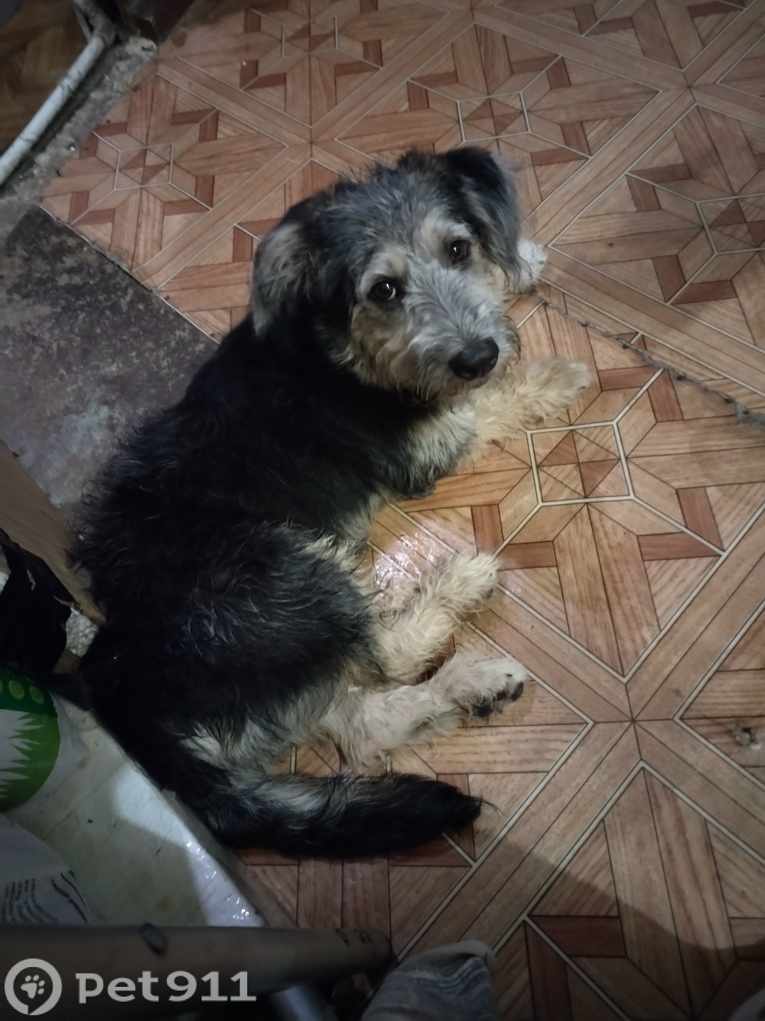 Найдена собака в Туле — фото объявления