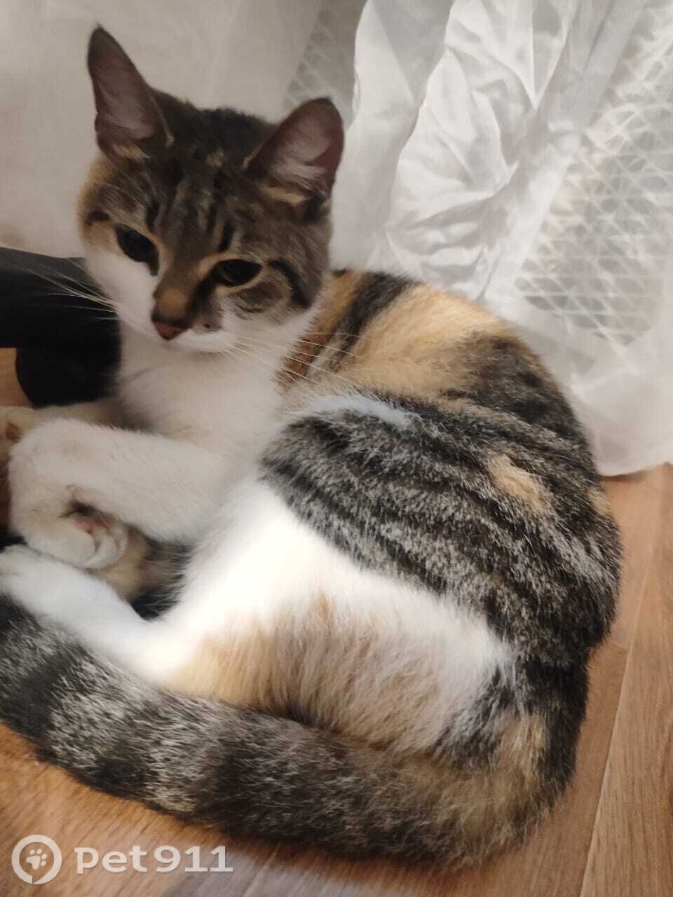 Найдена кошка в Туле — фото объявления