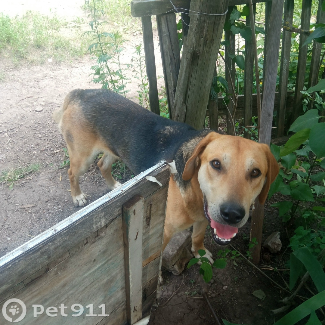 Найдена собака в Туле — фото объявления