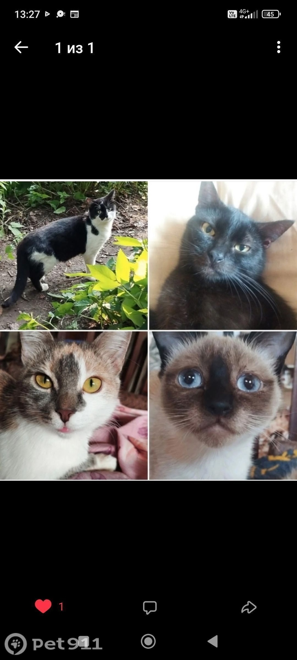 Пропала кошка в Туле — фото объявления