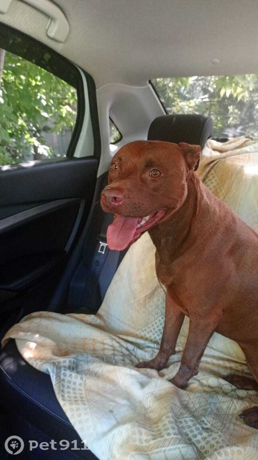 Найдена собака в Туле — фото объявления