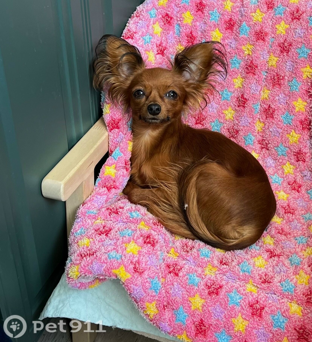 Пропала собака в Туле — фото объявления