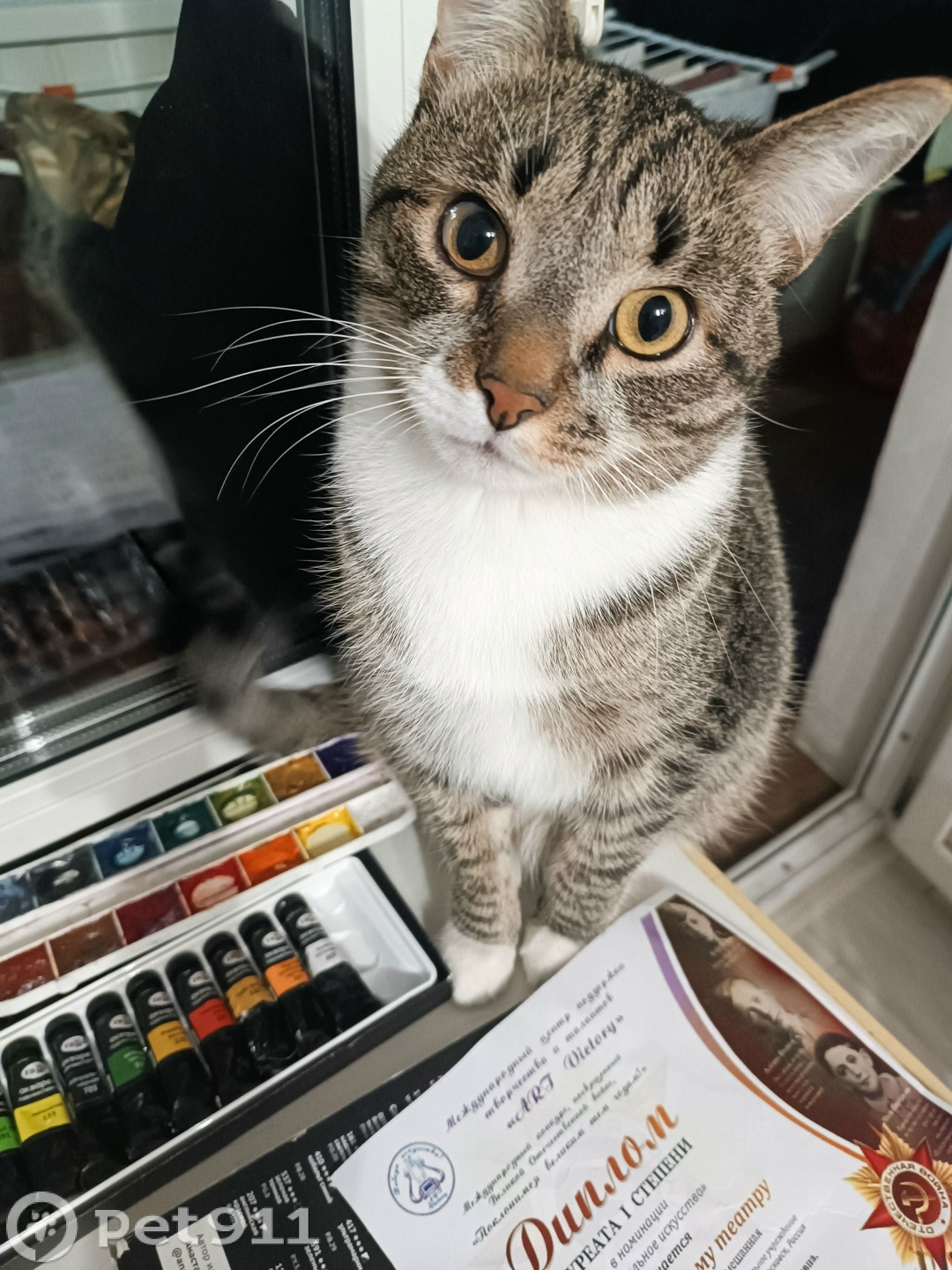 Пропала кошка в Туле — фото объявления