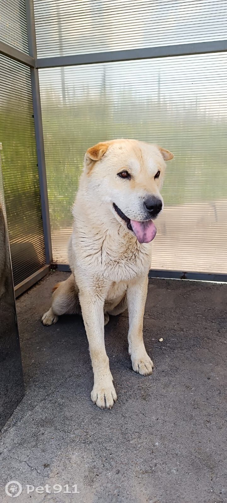 Найдена собака в Туле — фото объявления
