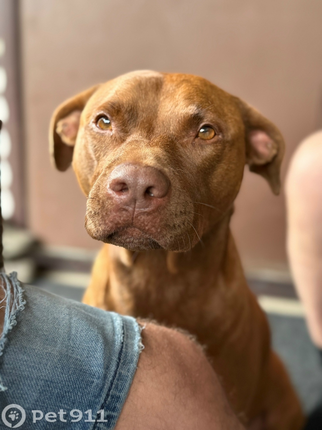 Пропала собака в Туле — фото объявления