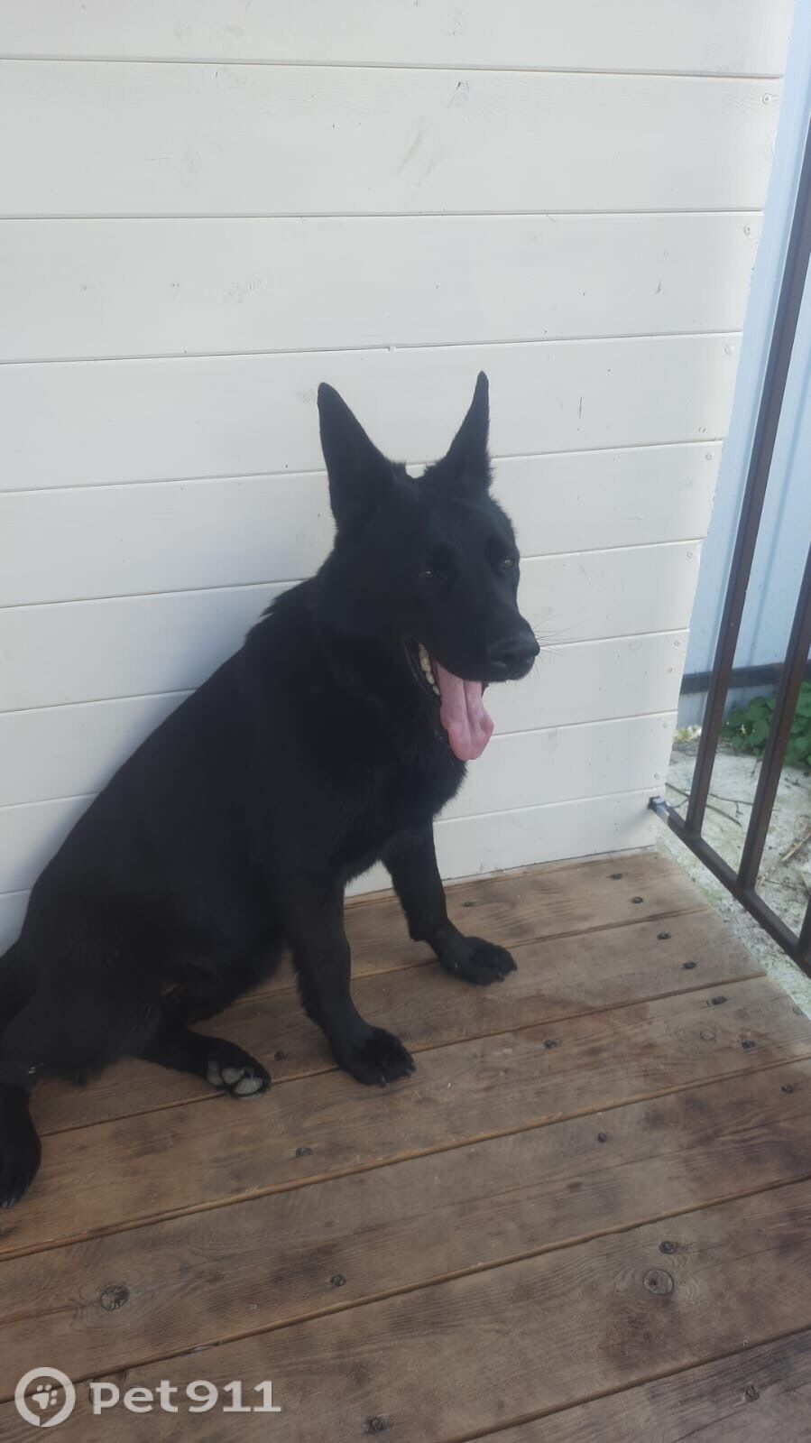 Найдена собака в Туле — фото объявления