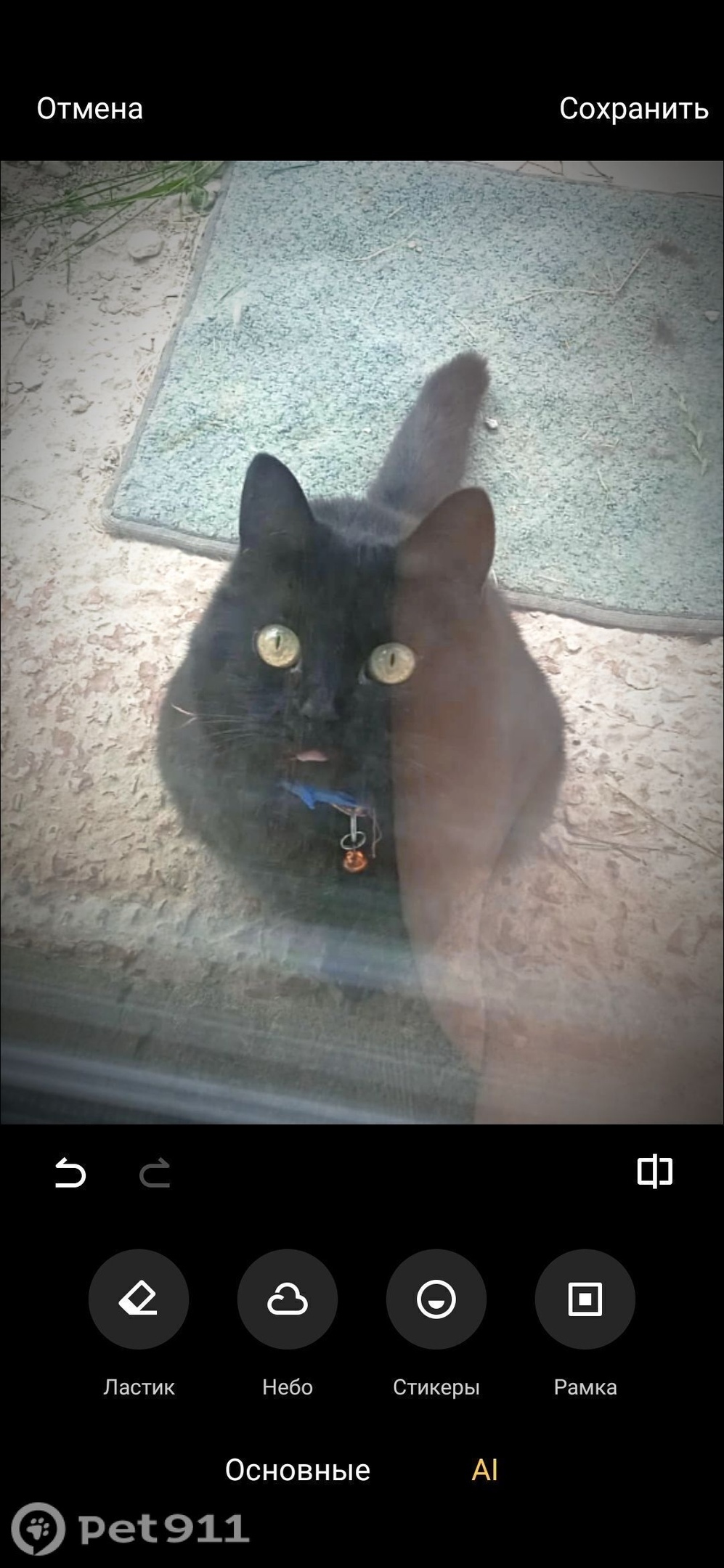 Пропала кошка в Туле — фото объявления