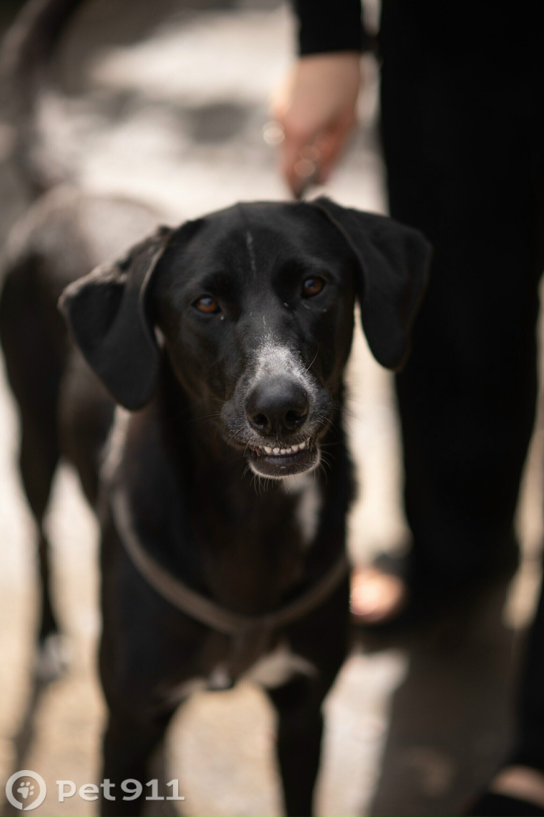 Найдена собака в Туле — фото объявления