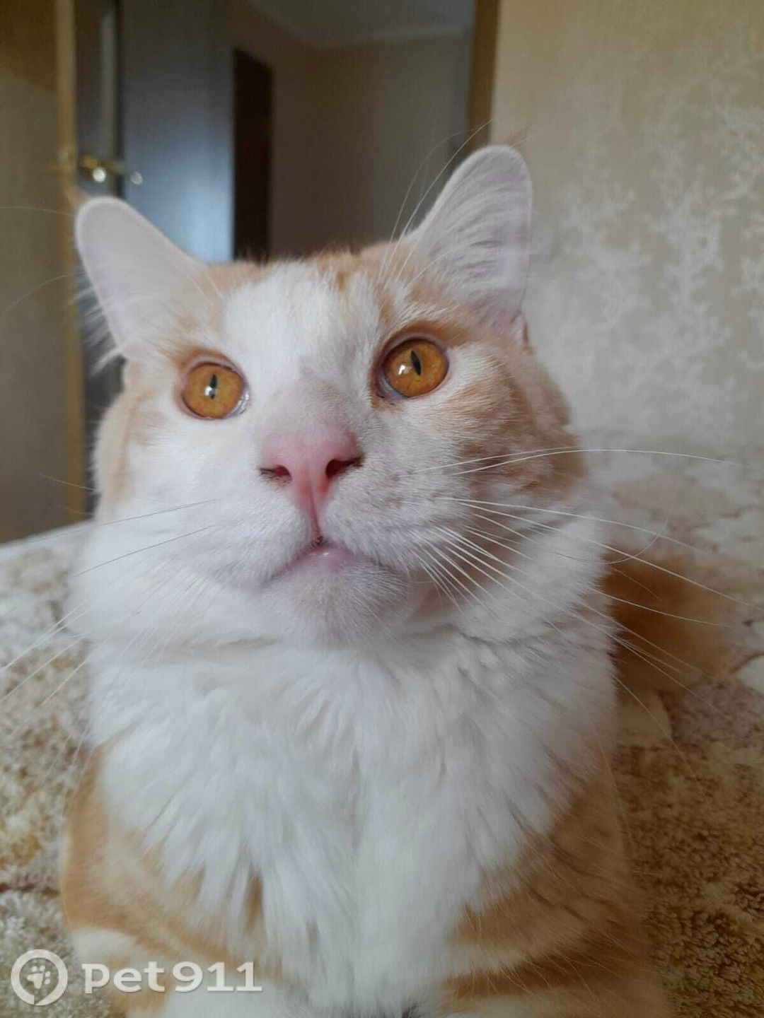 Пропала кошка в Туле — фото объявления