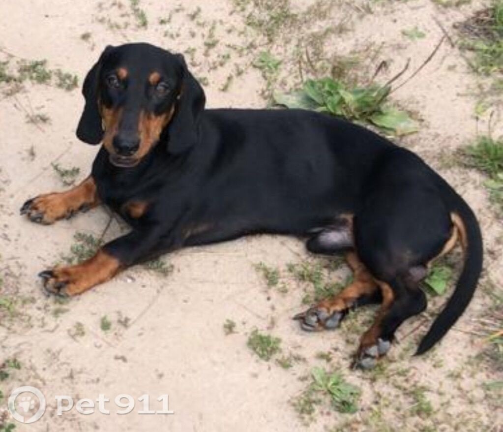 Пропала собака в Туле — фото объявления