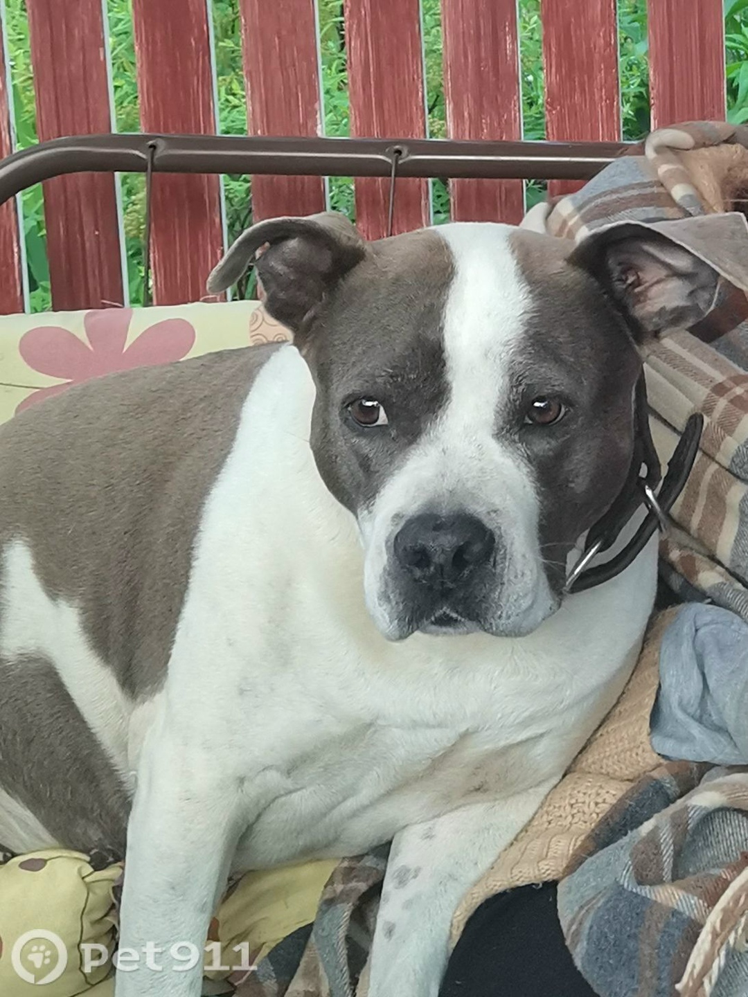 Пропала собака в Туле — фото объявления