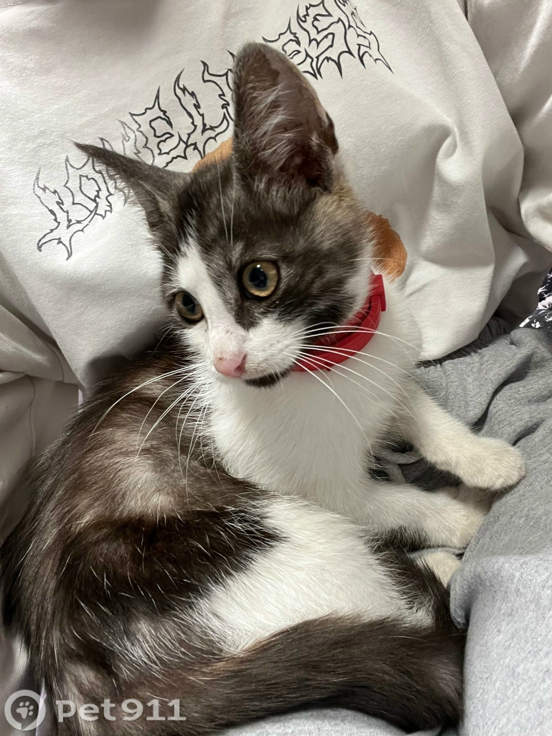 Найдена кошка в Туле — фото объявления