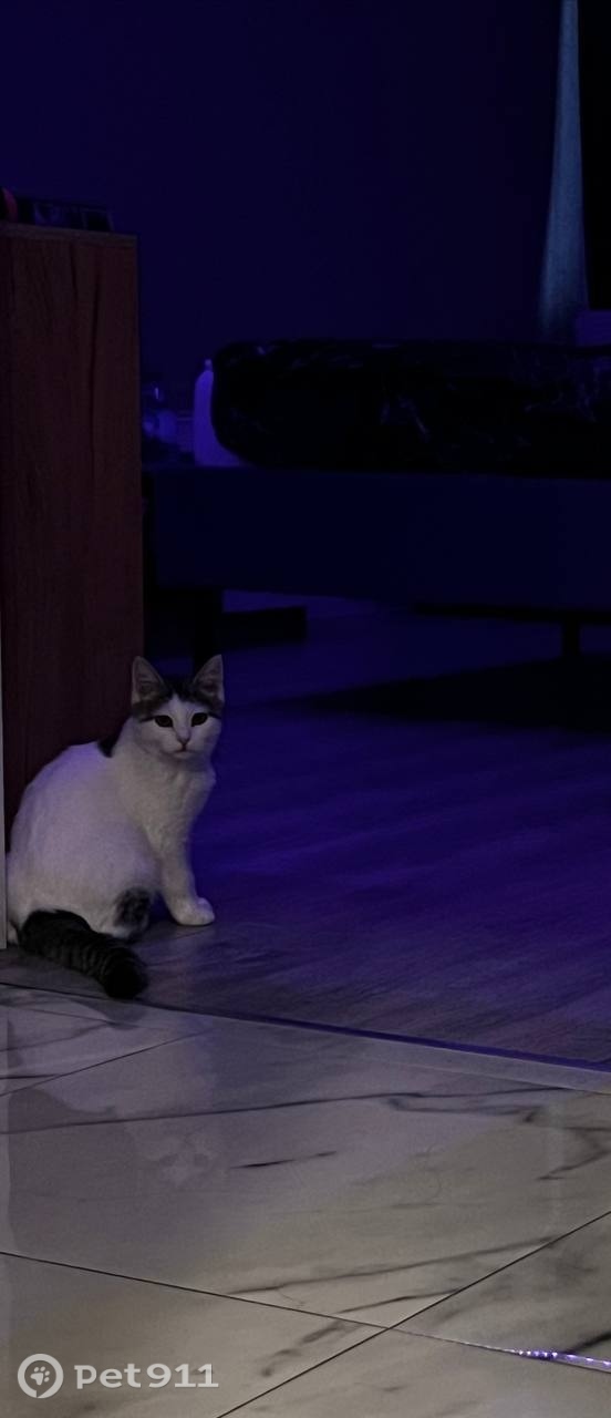 Пропала кошка в Туле — фото объявления