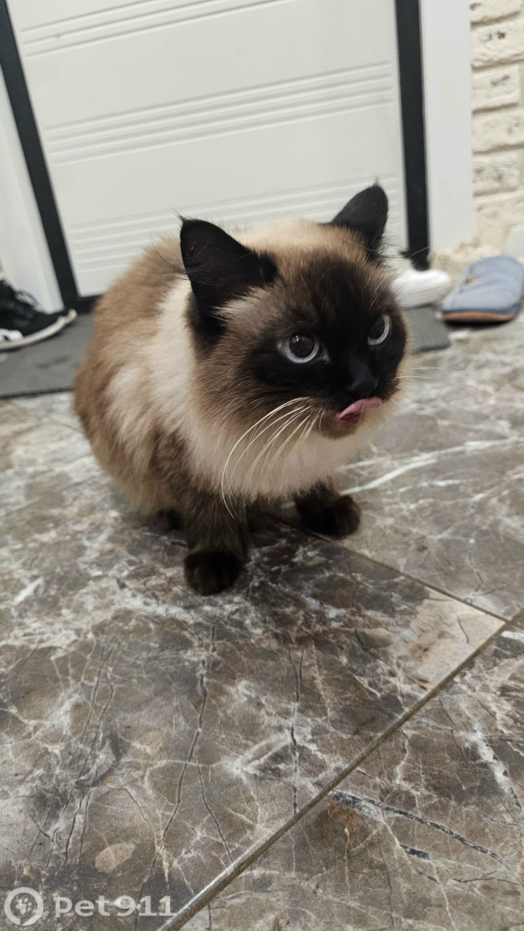 Найдена кошка в Туле — фото объявления