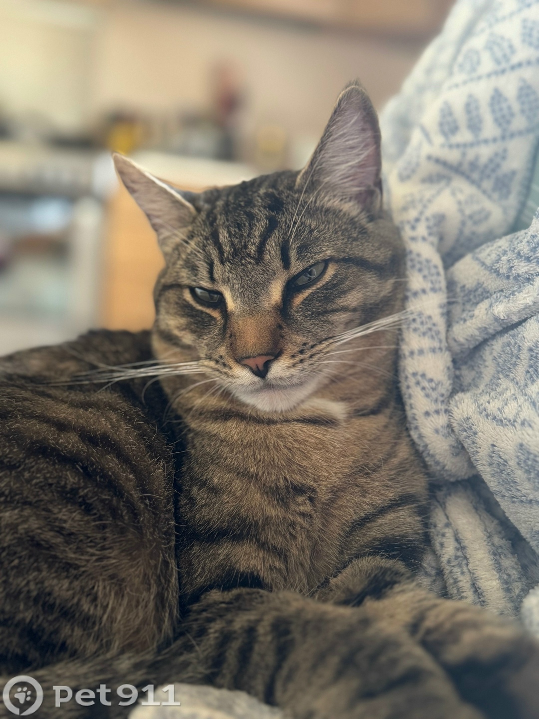 Пропала кошка в Туле — фото объявления