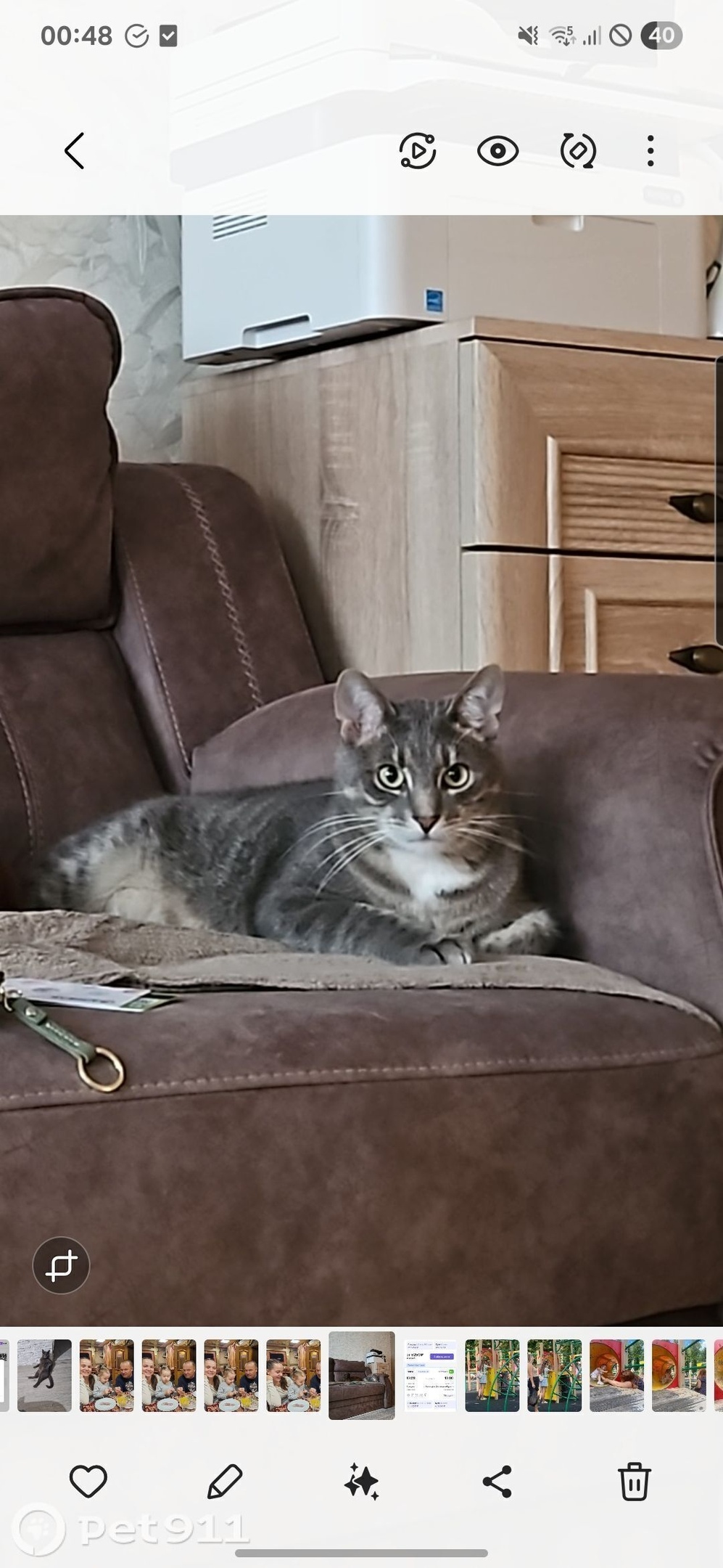 Найдена кошка в Туле — фото объявления