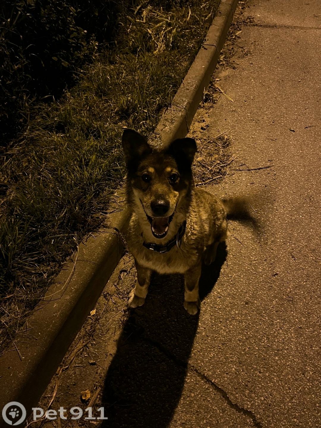 Найдена собака в Туле — фото объявления