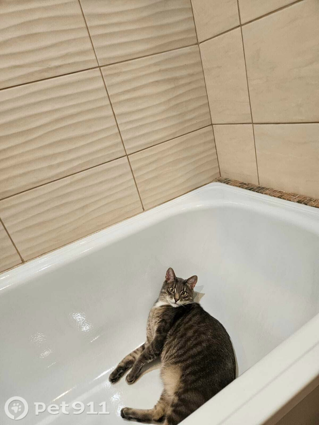 Найдена кошка в Туле — фото объявления