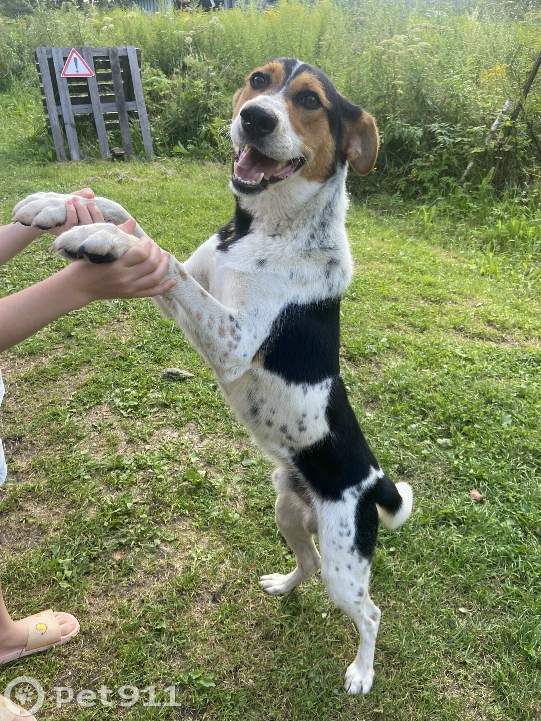 Найдена собака в Туле — фото объявления