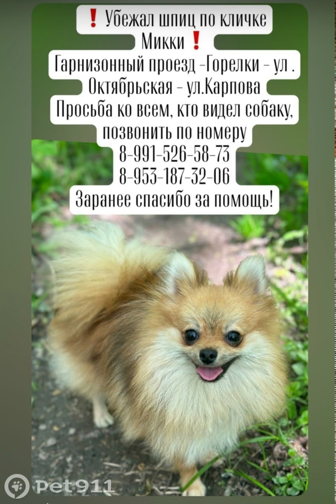 Пропала собака в Туле — фото объявления