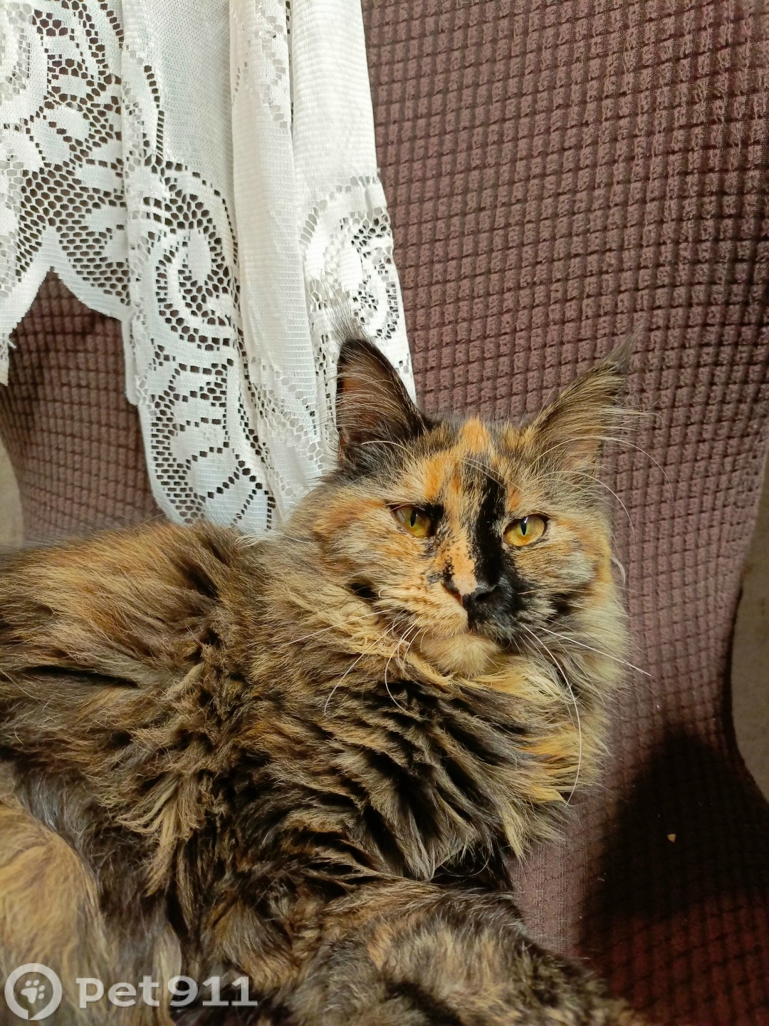 Найдена кошка в Туле — фото объявления