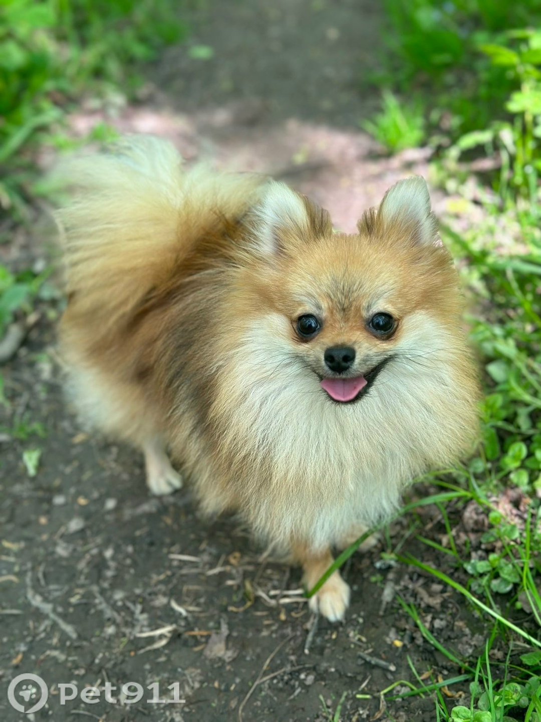 Пропала собака в Туле — фото объявления