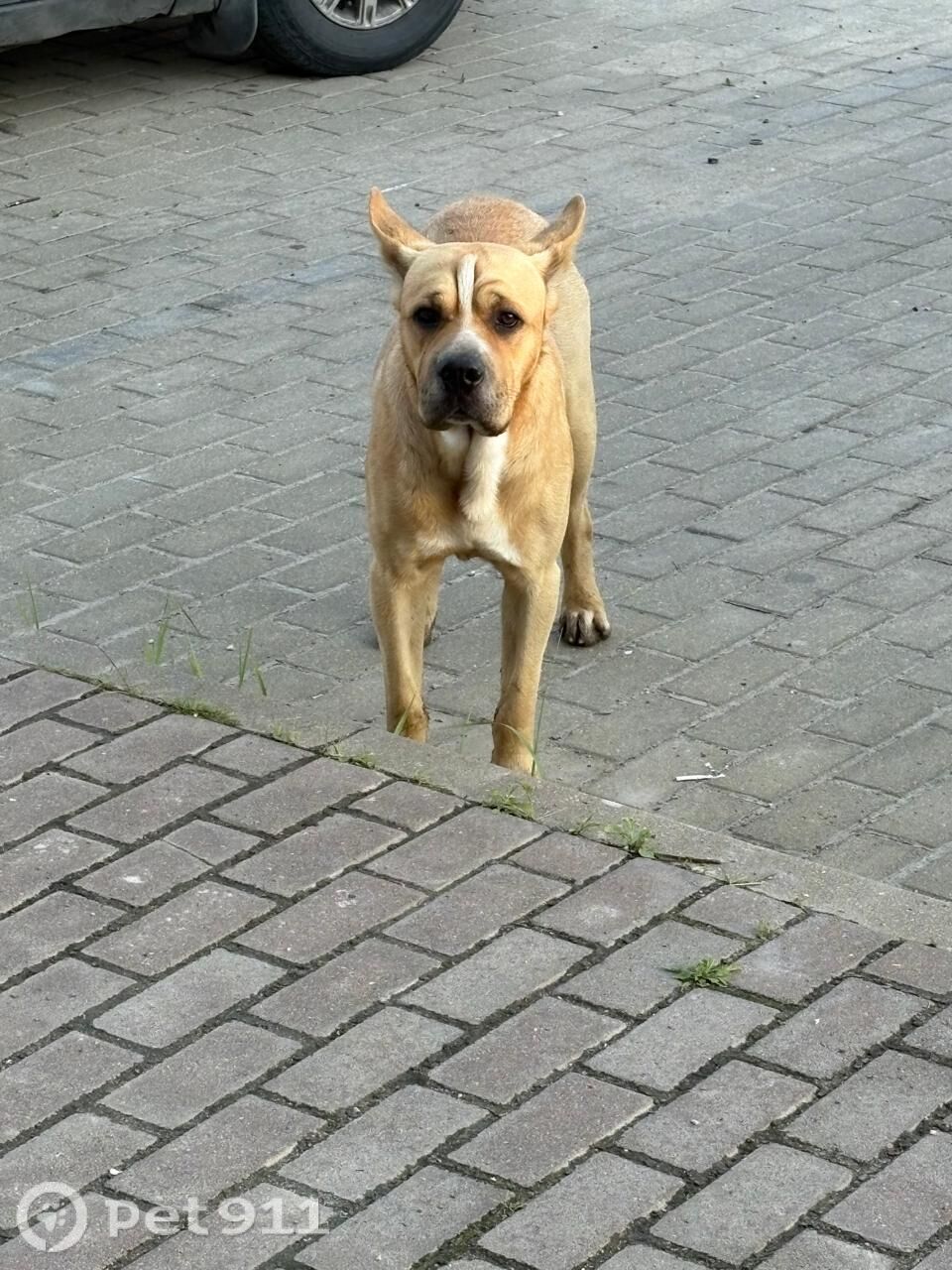 Найдена собака в Туле — фото объявления