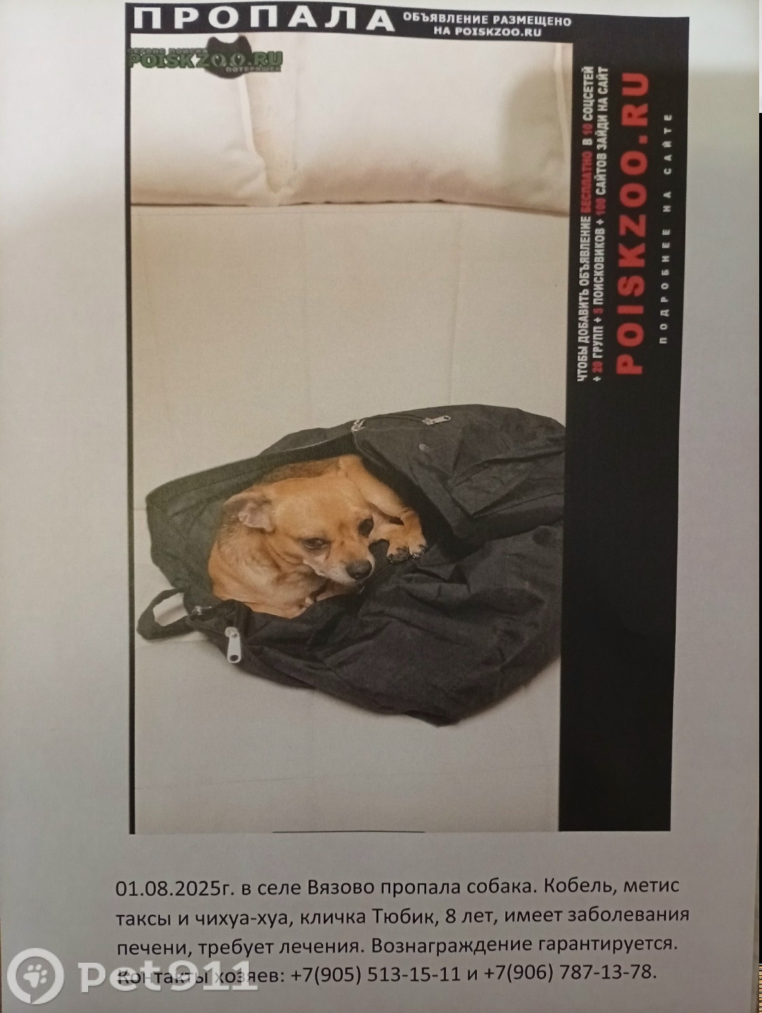 Пропала собака в Туле — фото объявления