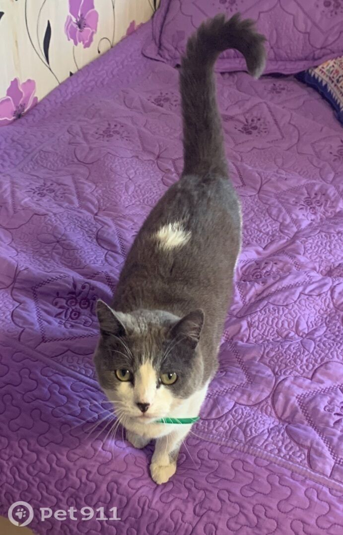 Пропала кошка в Туле — фото объявления