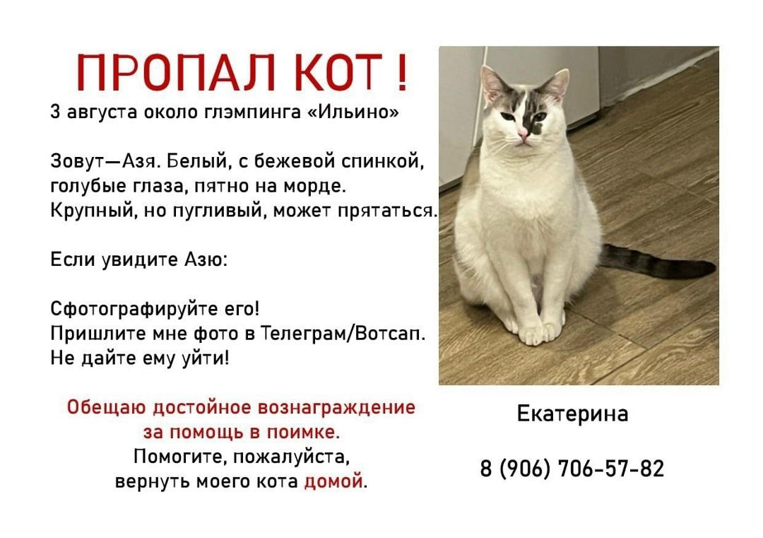 Пропала кошка в Туле — фото объявления