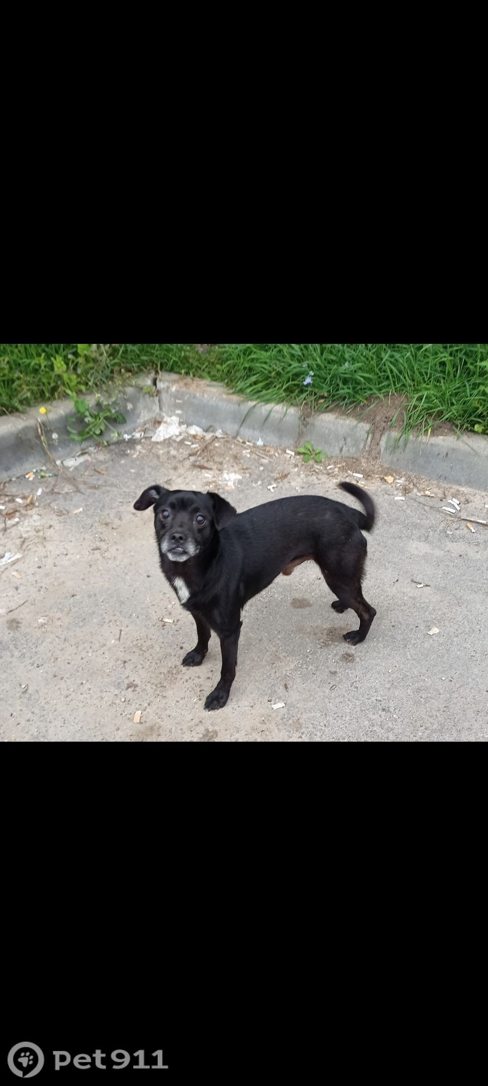 Найдена собака в Туле — фото объявления