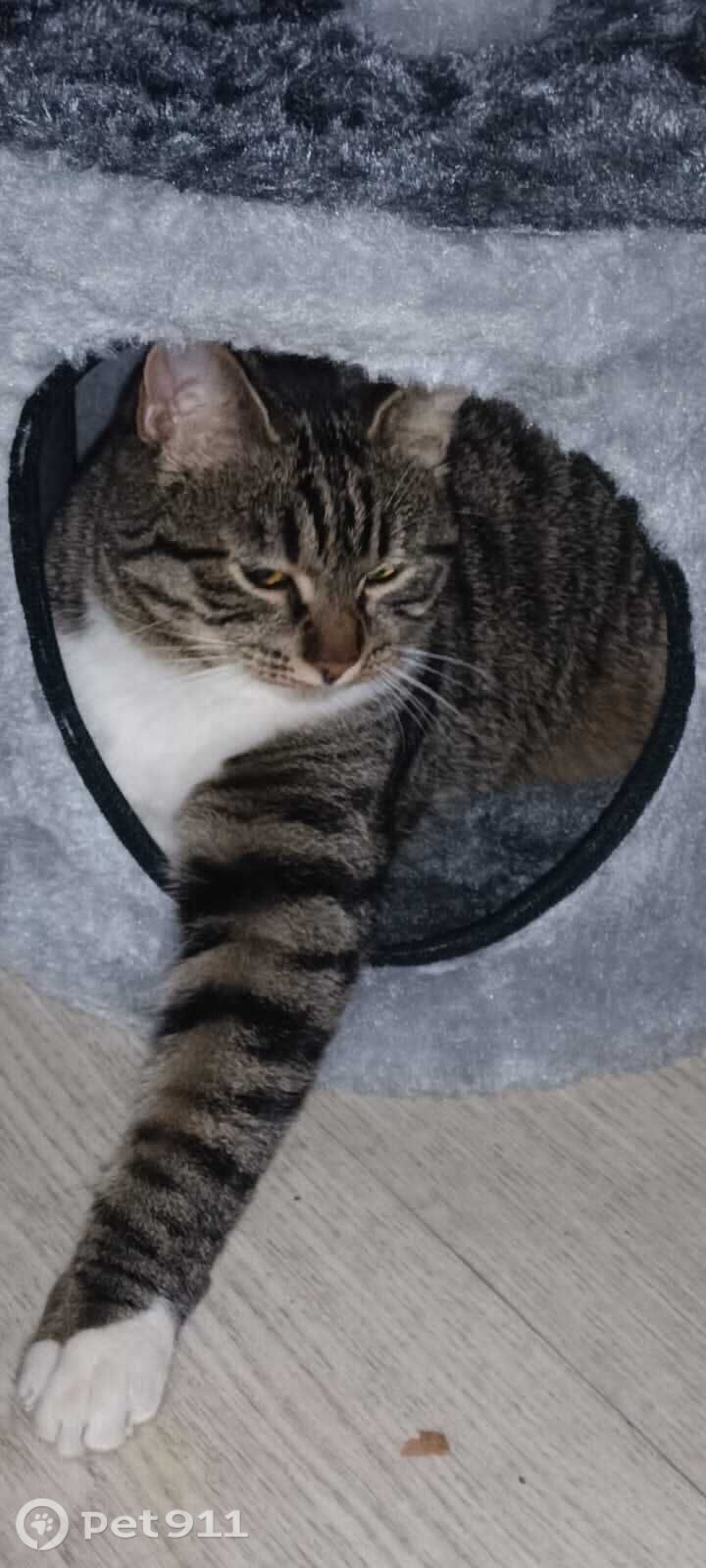 Пропала кошка в Туле — фото объявления