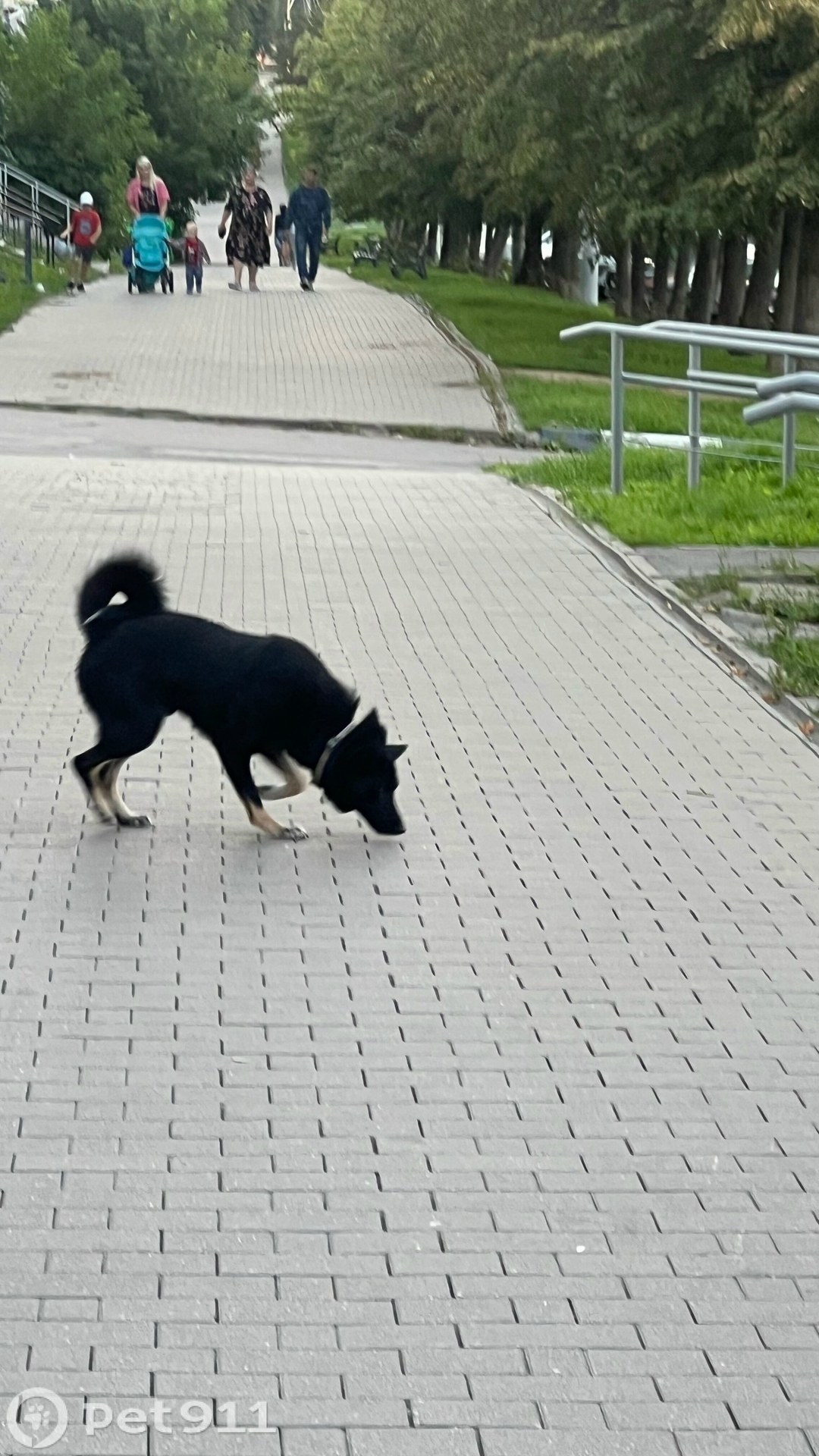 Найдена собака в Туле — фото объявления