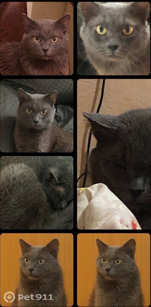 Пропала кошка в Туле — фото объявления