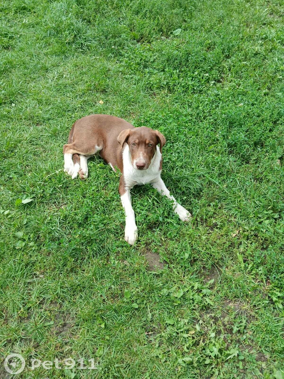 Найдена собака в Туле — фото объявления