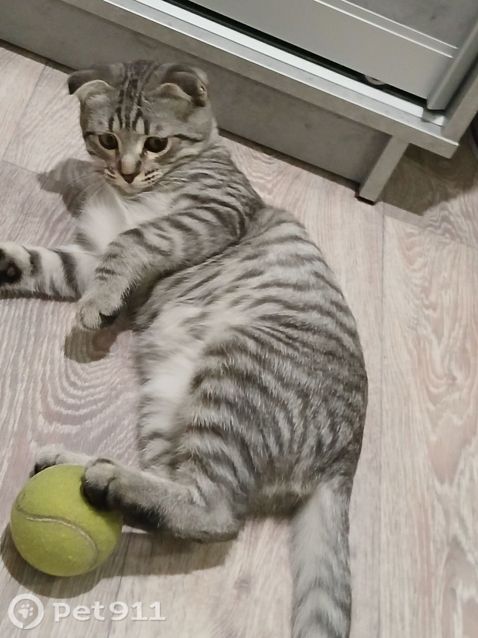 Пропала кошка в Туле — фото объявления