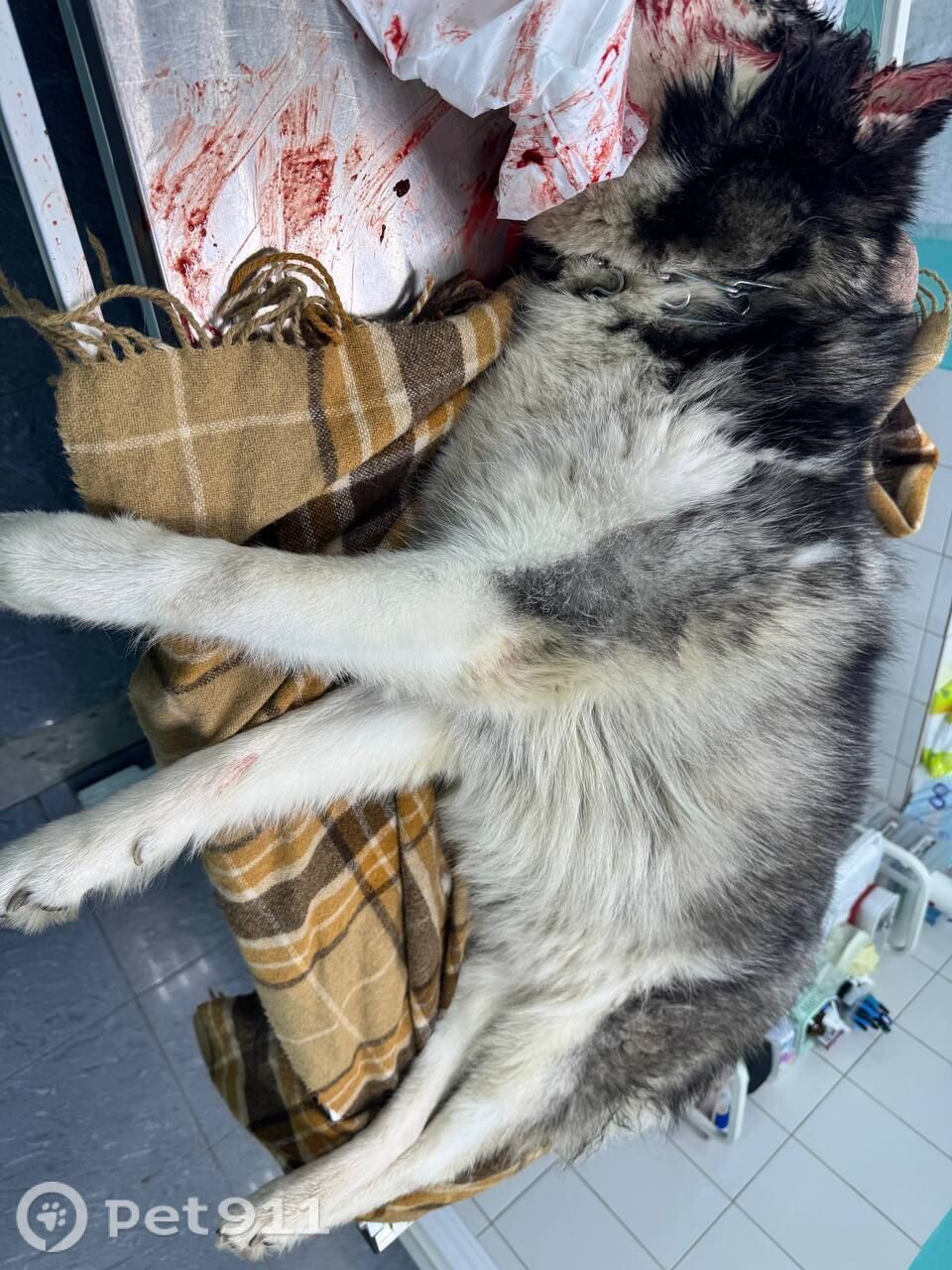 Найдена собака в Туле — фото объявления