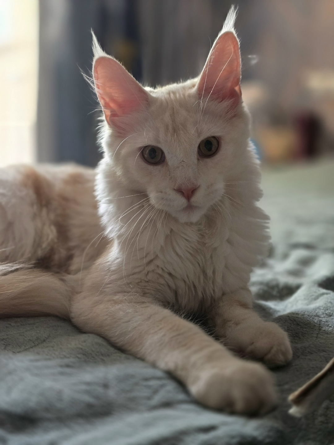 Пропала кошка в Туле — фото объявления