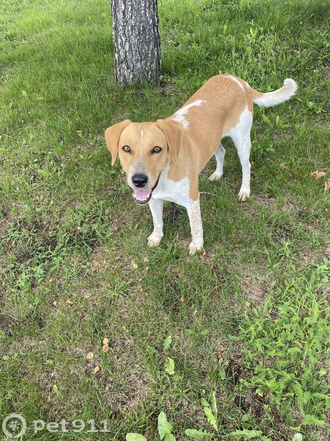 Найдена собака в Туле — фото объявления