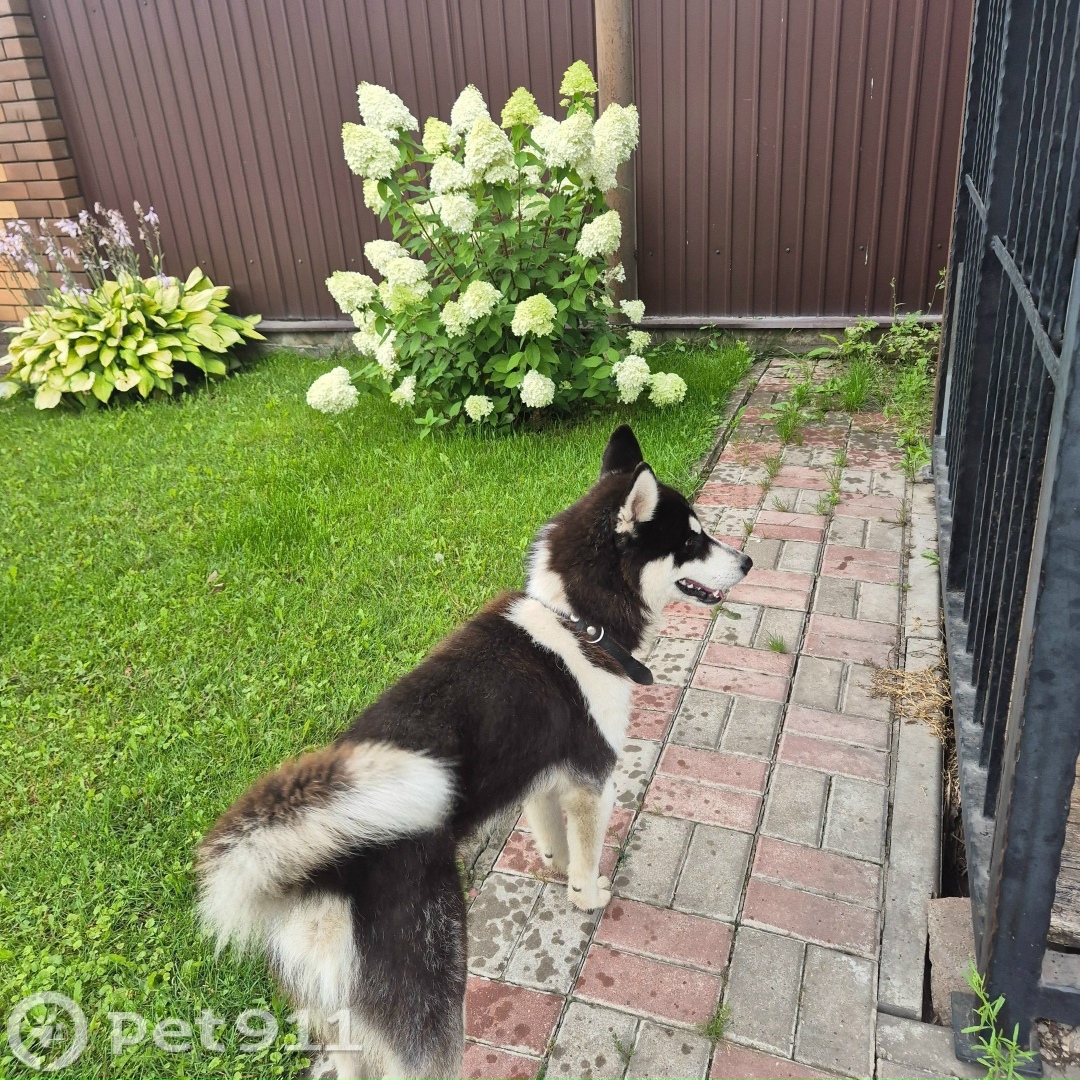 Найдена собака в Туле — фото объявления