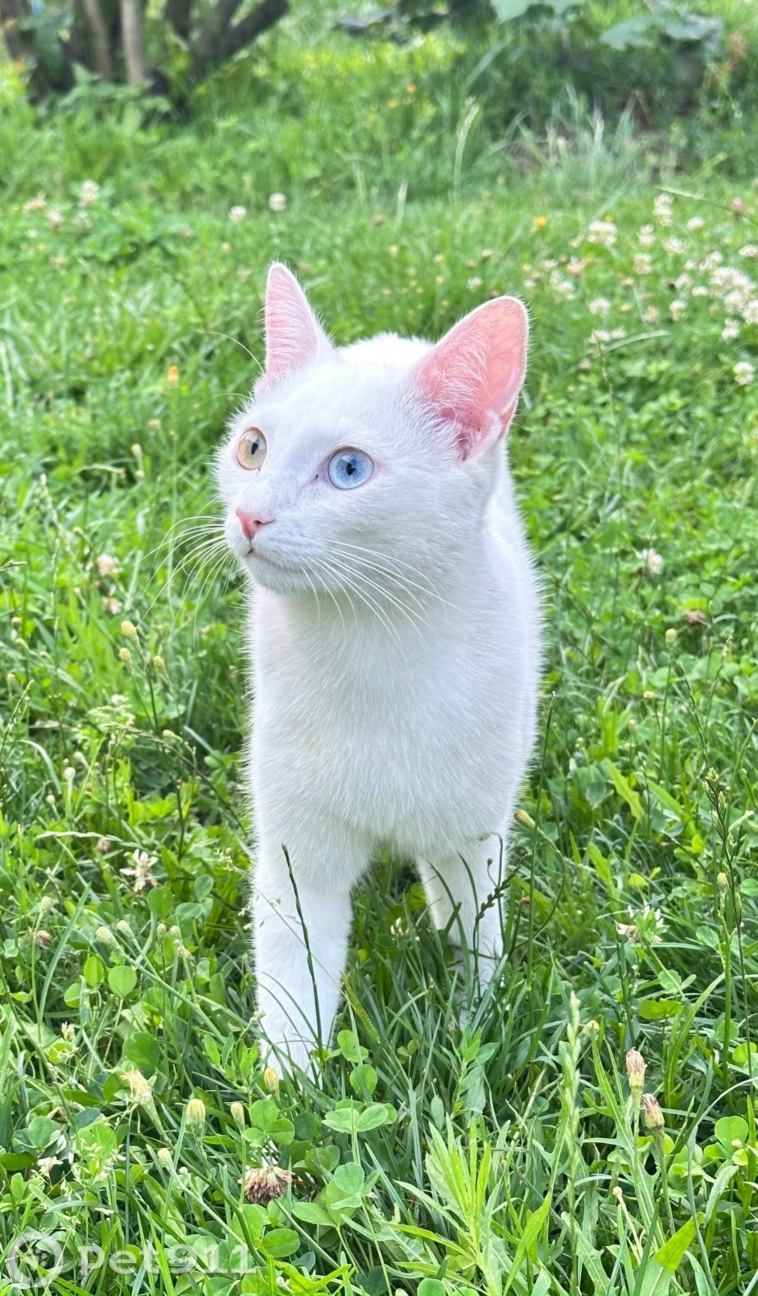 Пропала кошка в Туле — фото объявления