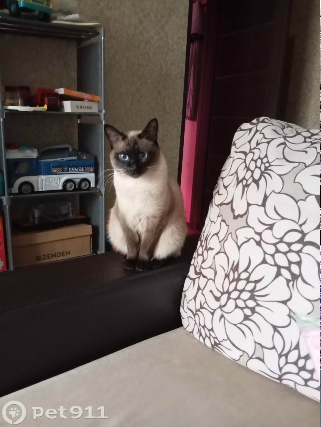 Пропала кошка в Туле — фото объявления