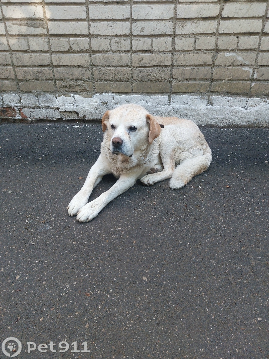 Найдена собака в Туле — фото объявления