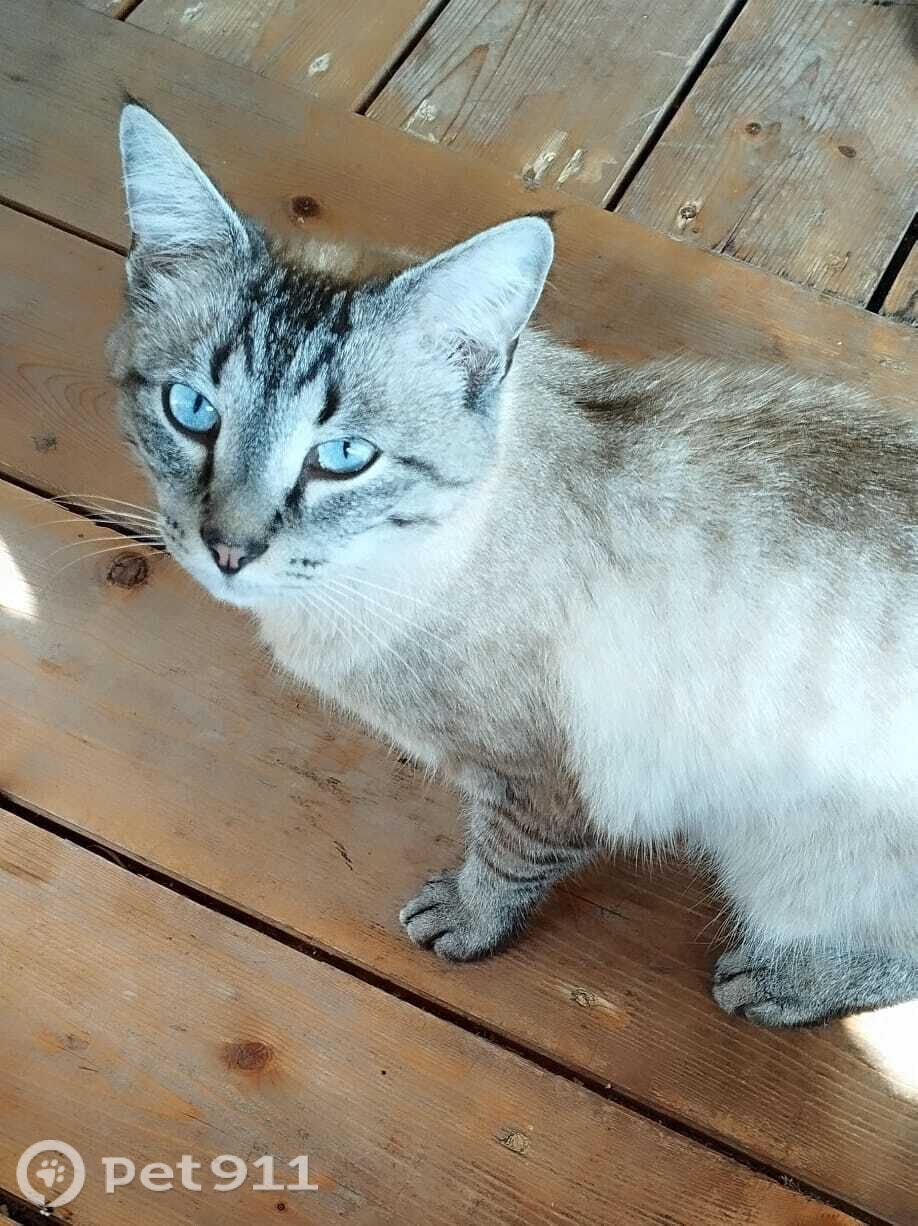 Найдена кошка в Туле — фото объявления