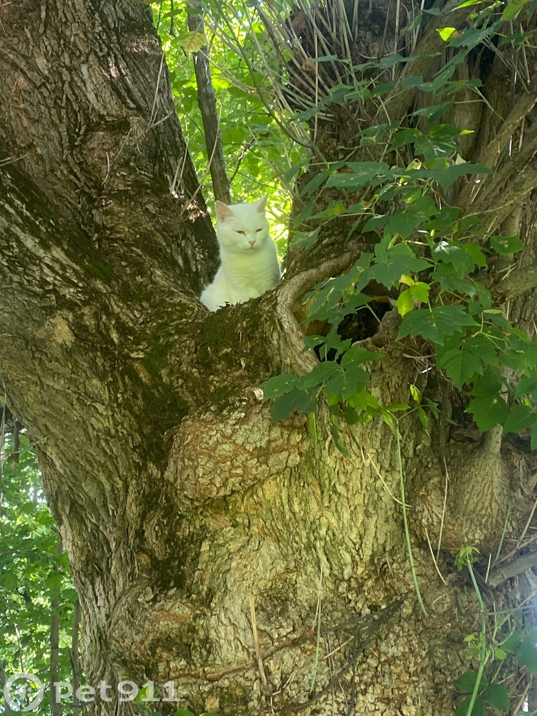 Найдена кошка в Туле — фото объявления