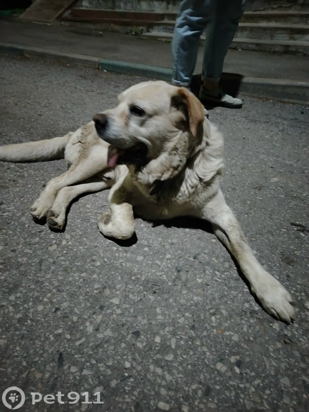 Найдена собака в Туле — фото объявления