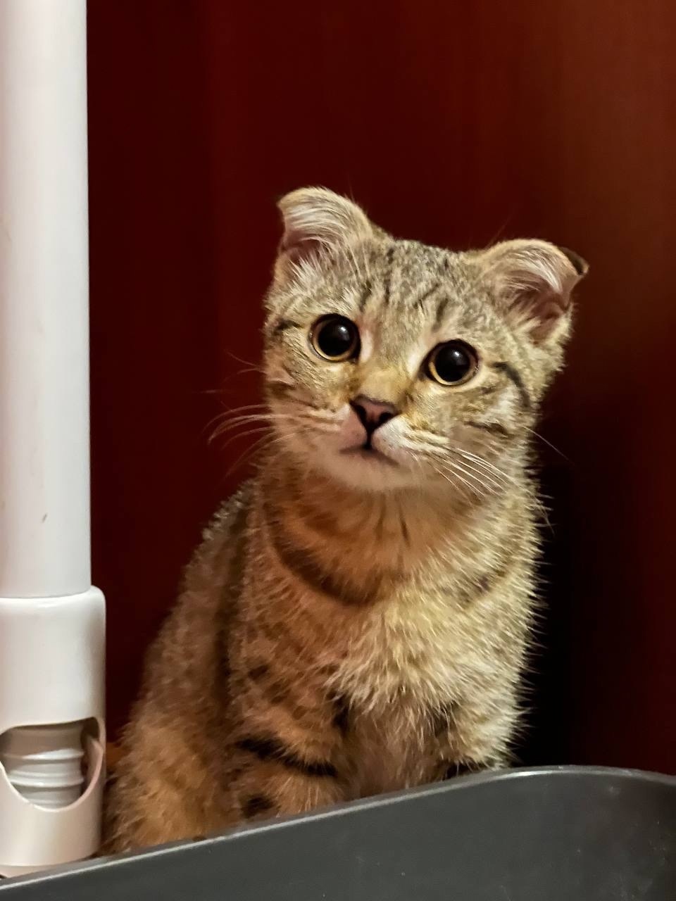 Найдена кошка в Туле — фото объявления