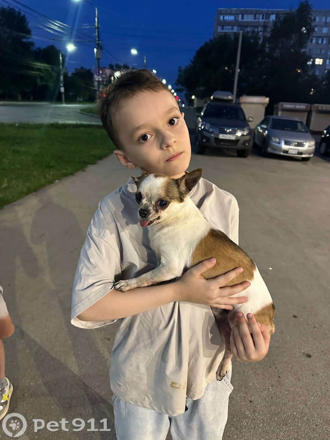 Найдена собака в Туле — фото объявления