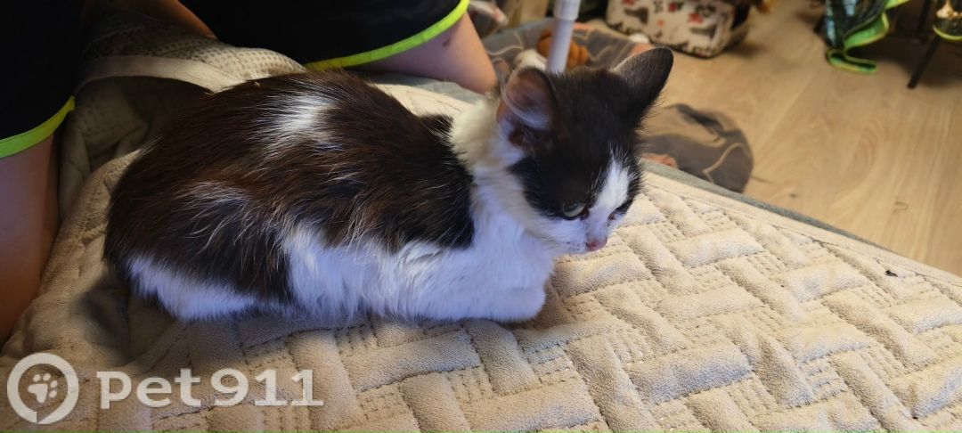 Найдена кошка в Туле — фото объявления