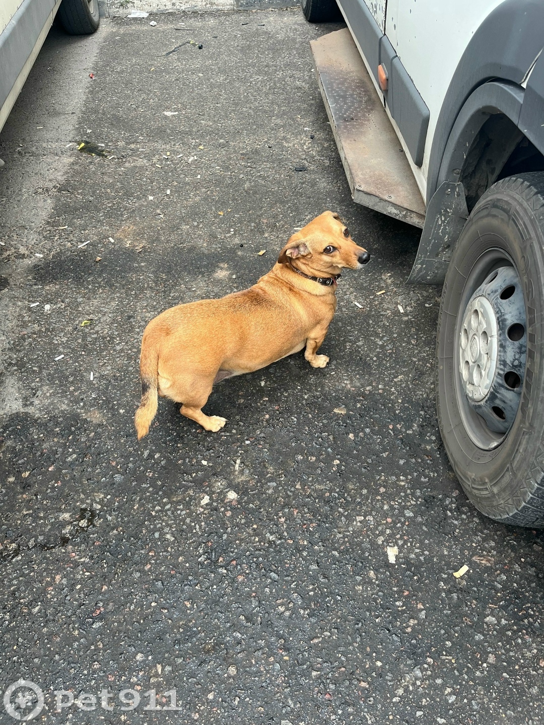 Найдена собака в Туле — фото объявления